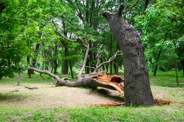 Reliable Oakland, NJ Tree Care Solutions