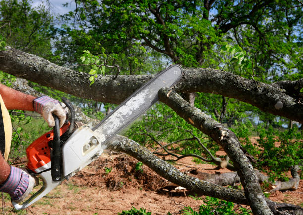 Best Firewood Processing and Delivery  in Oakland, NJ